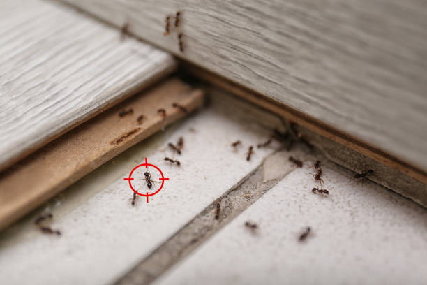 Best Local Pest Control Services  in Wynantskill, NY