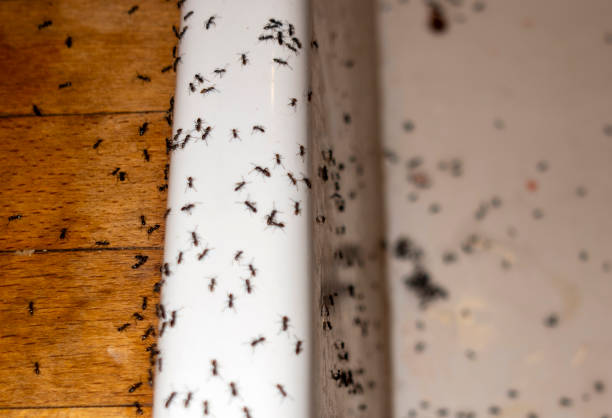 Best Ant Control Services  in Wynantskill, NY