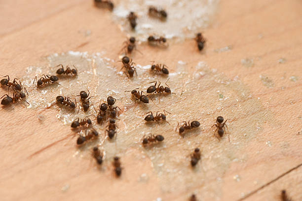 Pest Control Cost in Wynantskill, NY
